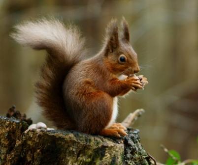 ardilla-comiendo