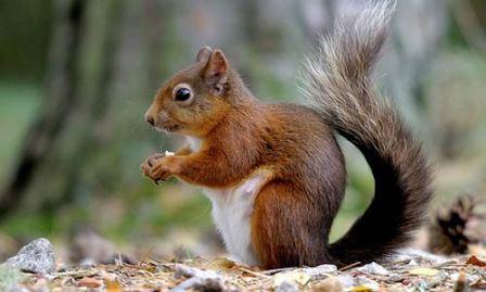 ardilla