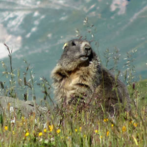 marmota