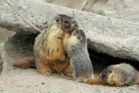 marmotas